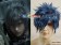 Final Fantasy XIII Cosplay Wig